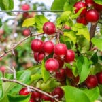 Red Fox Cider